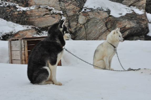Huskies, totalmente adaptados ao frio de Ilulissat, na Groelândia